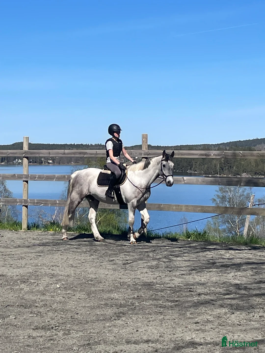 Hoppning hästar till salu: Maxad D-ponny - Annons 1