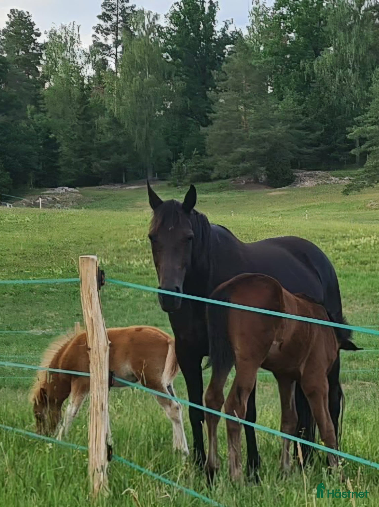  hästar Trevligt avelssto/sällskap/hobbyhäst - Annons 1
