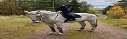 Allround hästar till salu: Fina ridhästen Emil i Fjärås - Annons 2