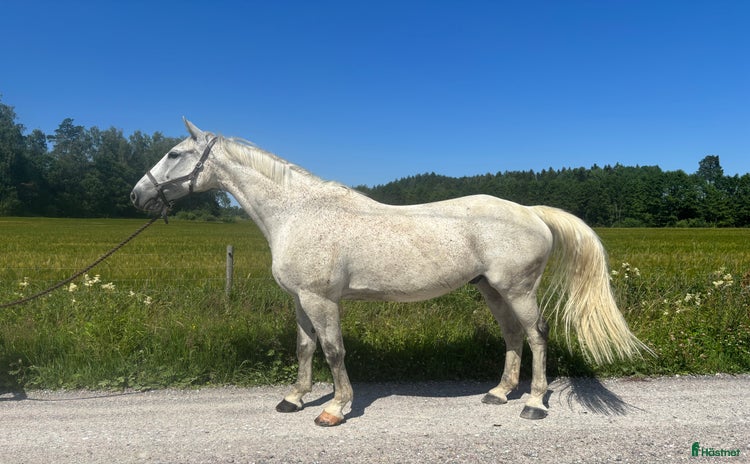  hästar i Mölnbo - Annons 14