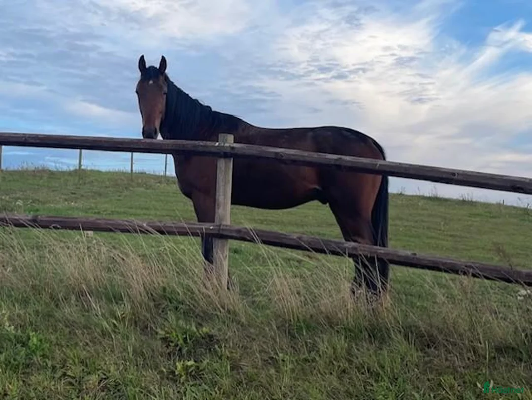 Trav hästar till salu: Premieklar 2-årig valack  - Annons 2
