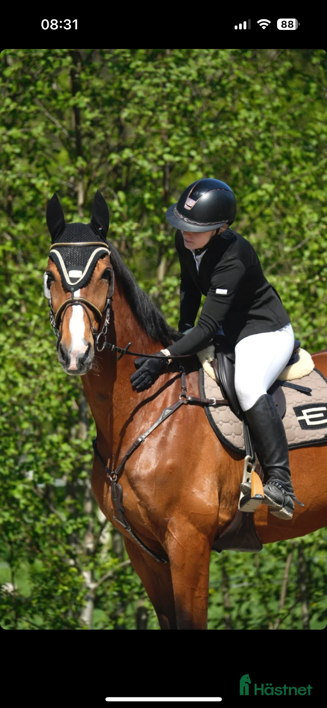 Hoppning hästar till salu: Underbar hopphäst söker ny bästa vän🌟 i Kusmark - Annons 5