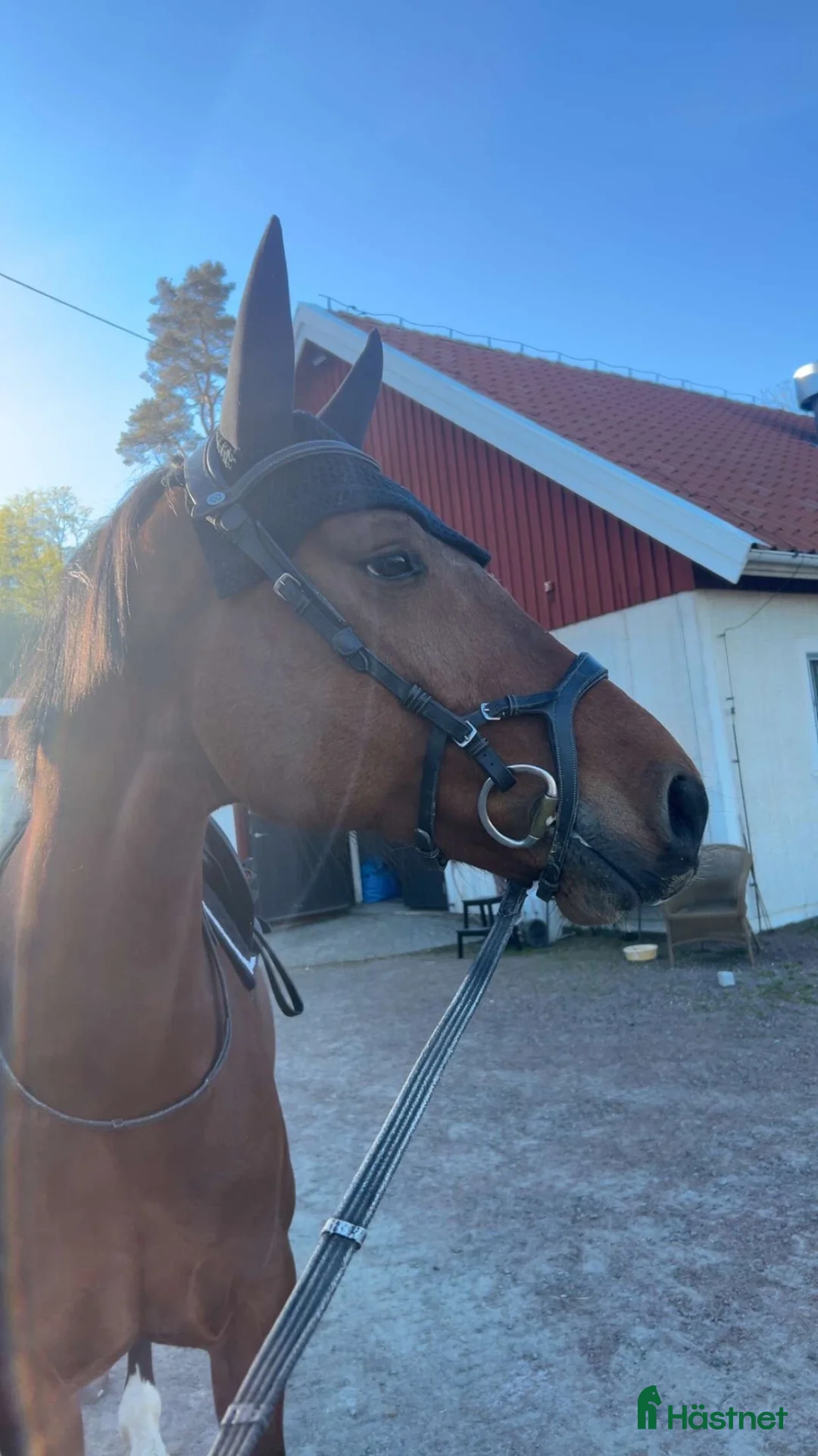 Hoppning hästar till salu: Fantastiskt sto med kapacitet och toppstam.  i Kungsbacka - Annons 2