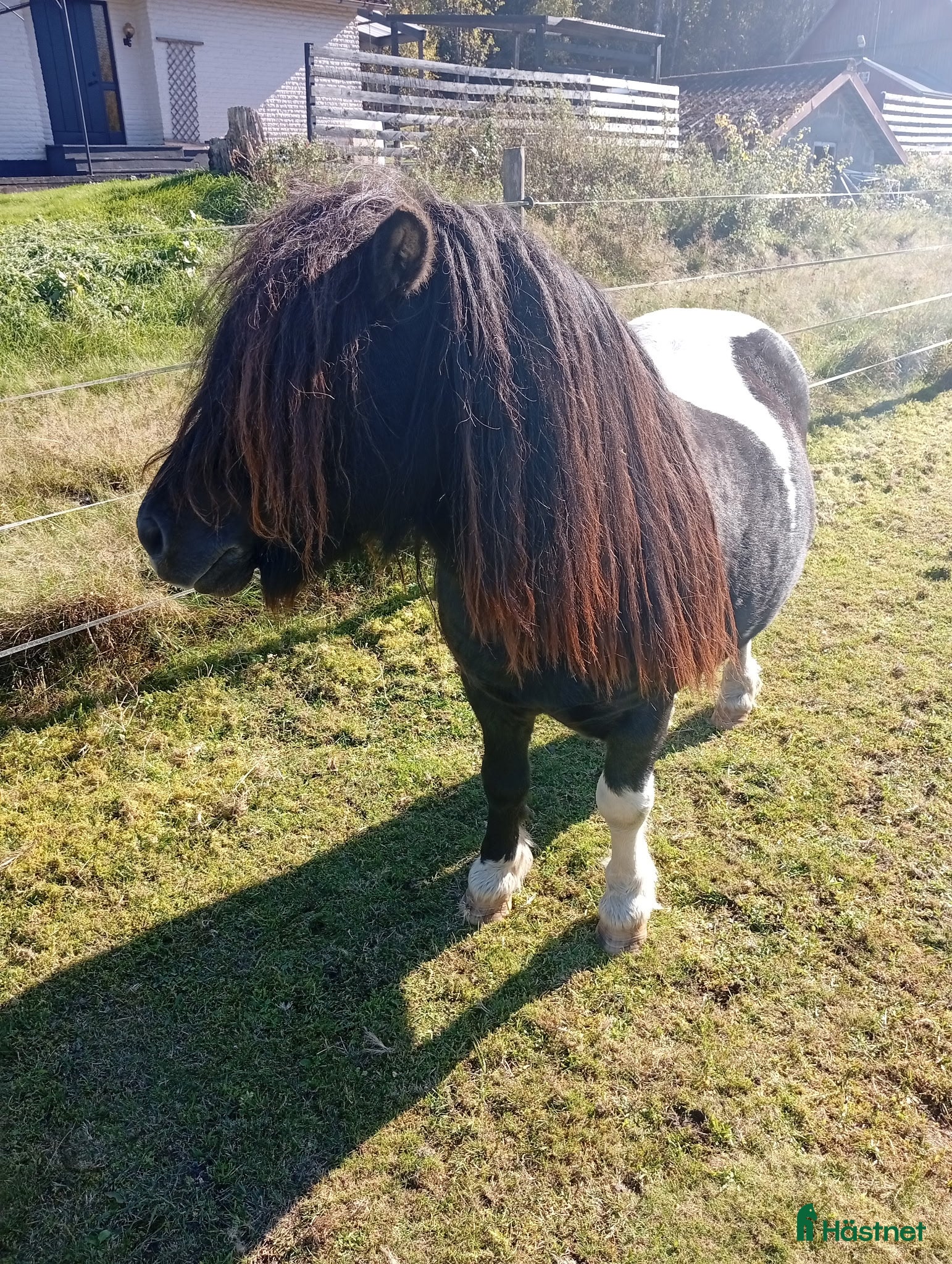  hästar  Hingsten conny i Östra Frölunda - Annons 9