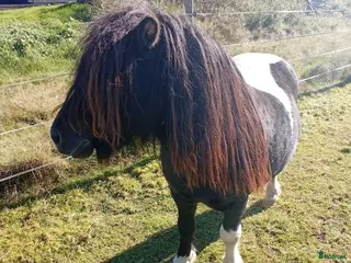 hästar Hingsten conny i Östra Frölunda - Annons 9