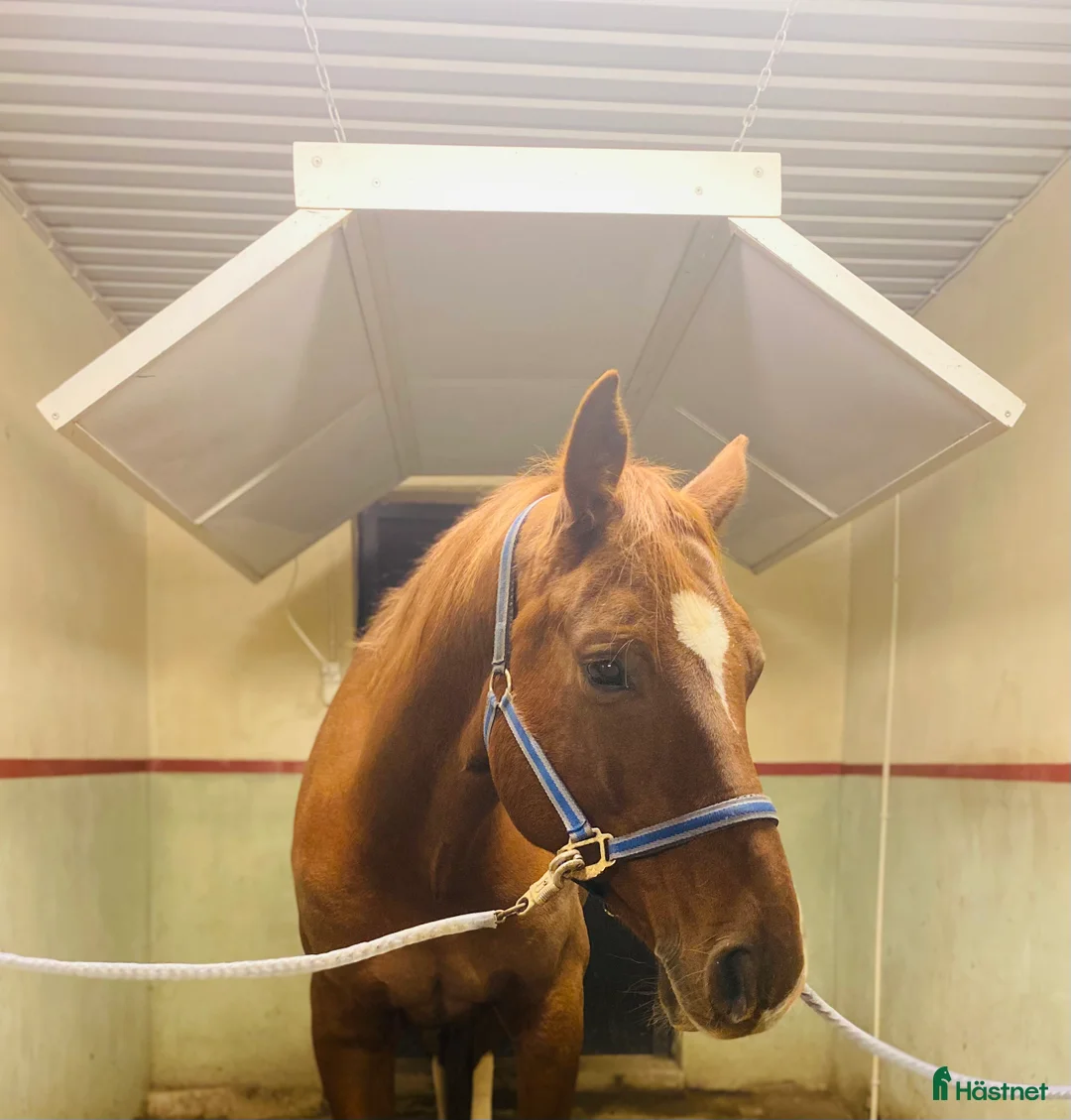  hästservice finnes: Konvalescensstall i Enköping - Annons 5