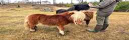 Övrigt hästar till salu: Våra tre ponnyer söker ett nytt hem. - Annons 4