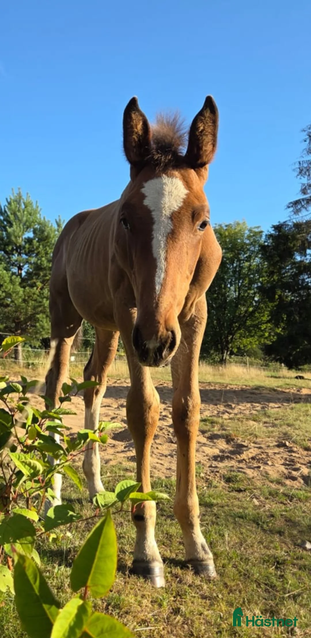 Allround hästar till salu: Charmigt hingstföl e. Hemerald - Annons 8