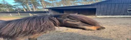 Allround hästar till salu: Trevlig åring, sto - Annons 4