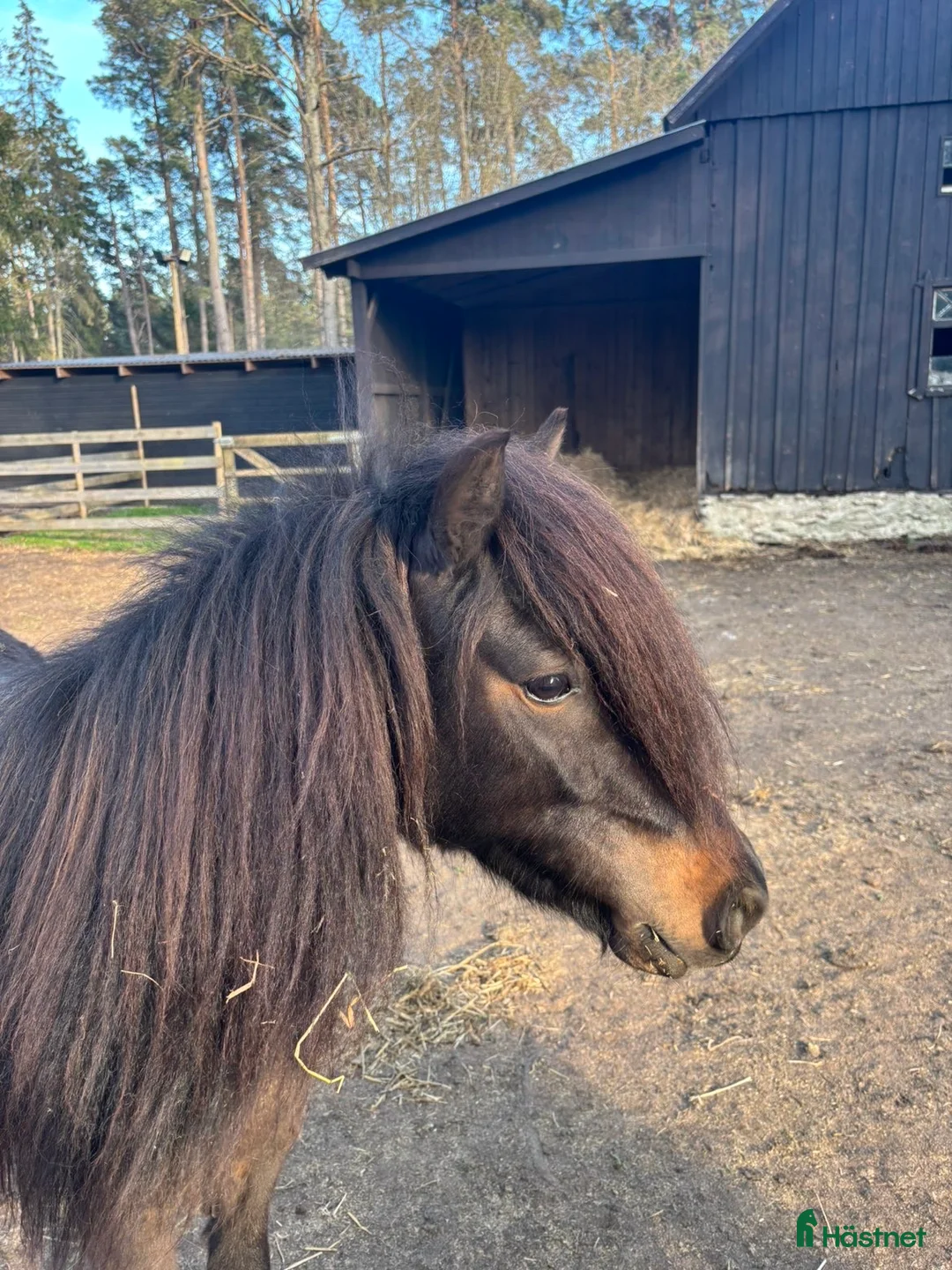 Allround hästar till salu: Trevlig åring, sto - Annons 4