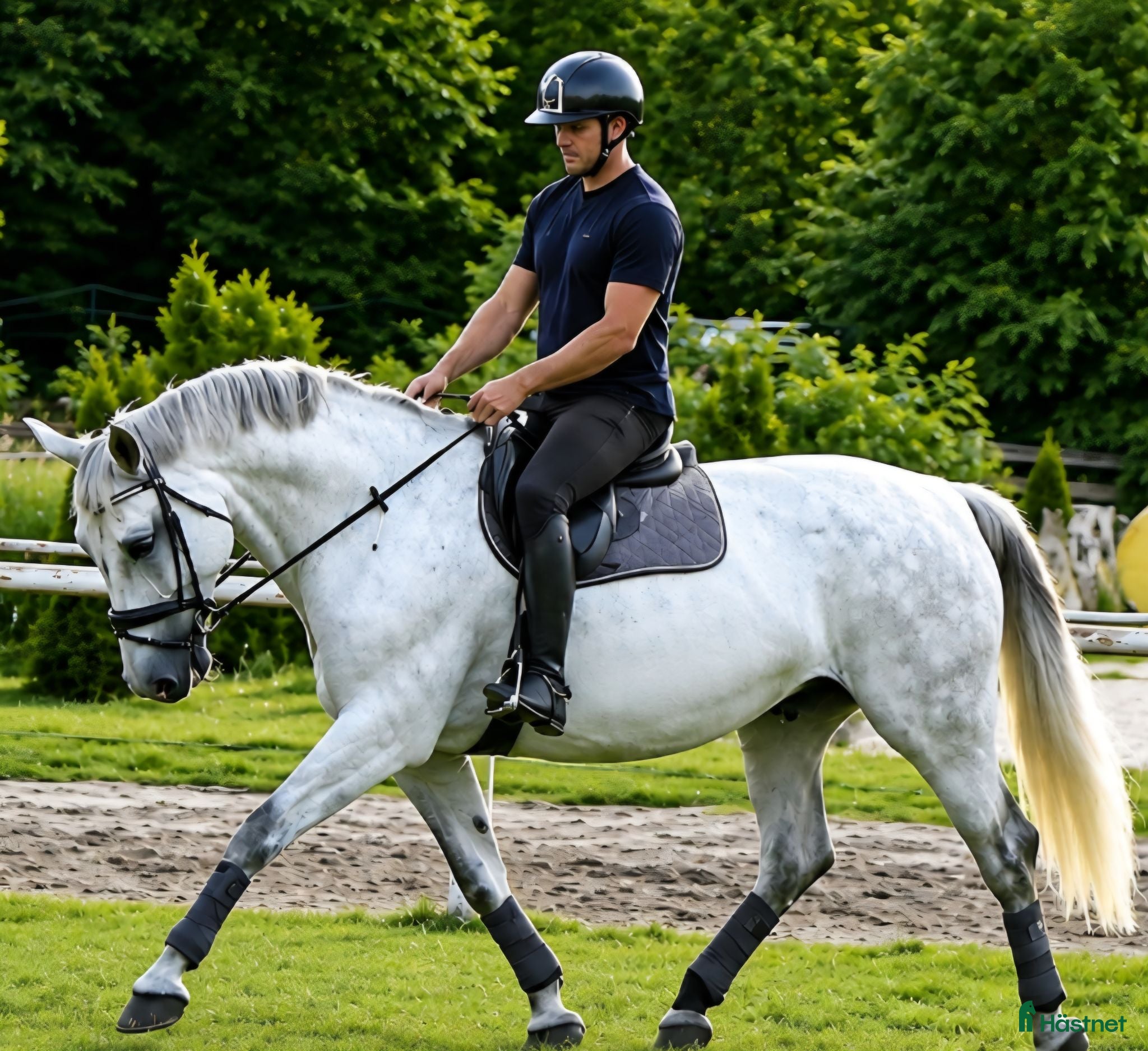  hästar Magic Silesian - perfect horse for everybody - Annons 2