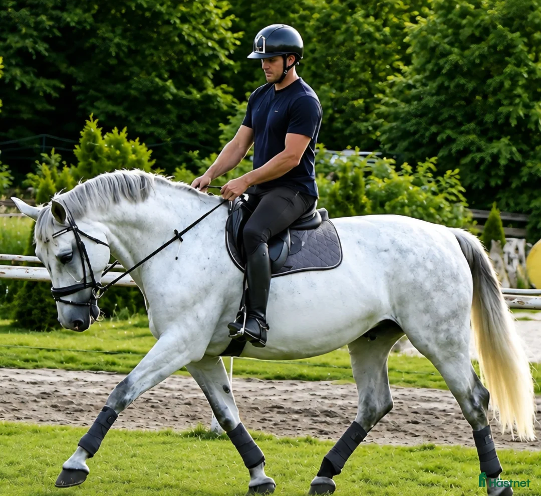 Allround hästar till salu: Magic Silesian - perfect horse for everybody - Annons 2
