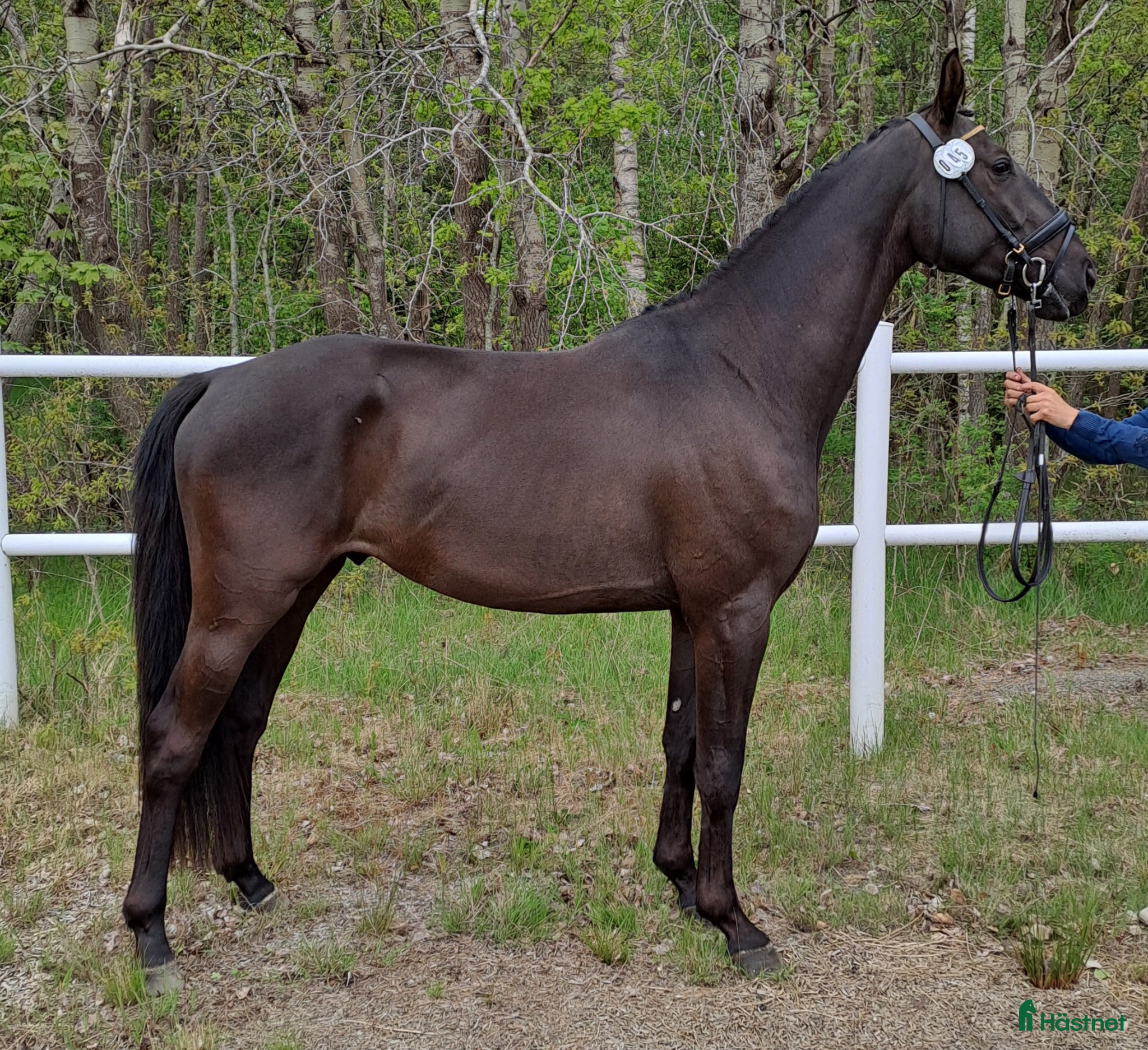  hästar Dressyrtalang 5 årig valack e Americano GJ  - Annons 12