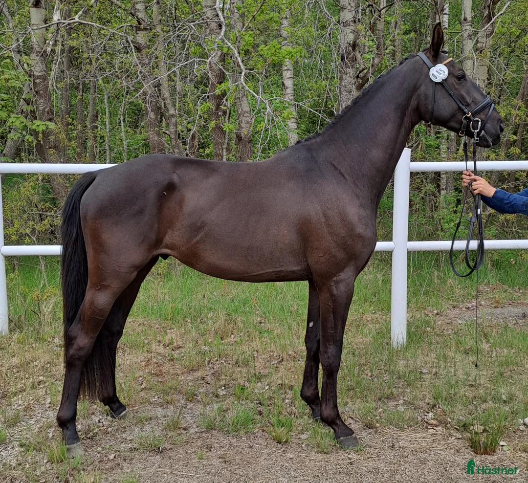 Dressyr hästar till salu: Dressyrtalang 5 årig valack e Americano GJ  - Annons 1