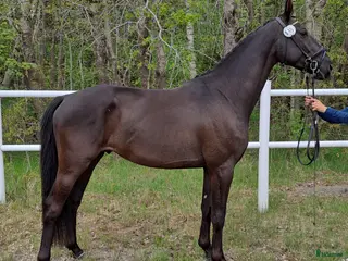 hästar Dressyrtalang 5 årig valack e Americano GJ - Annons 12