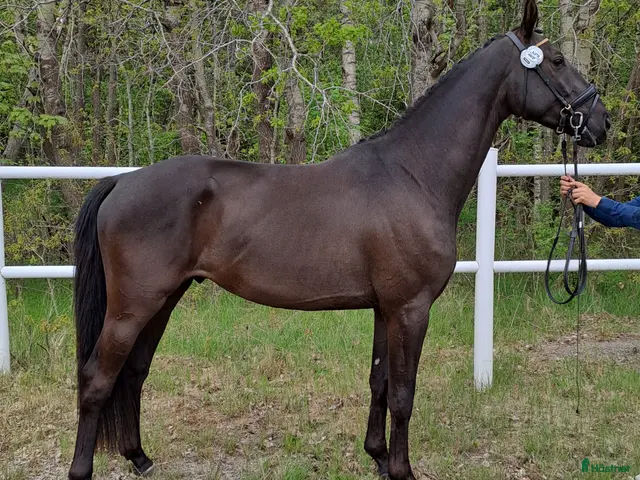 hästar Dressyrtalang 5 årig valack e Americano GJ - Annons 1