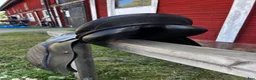 Sadlar hästutrustning till salu: Allroundsadel 17”, svart – hel och i fint skick - Annons 3