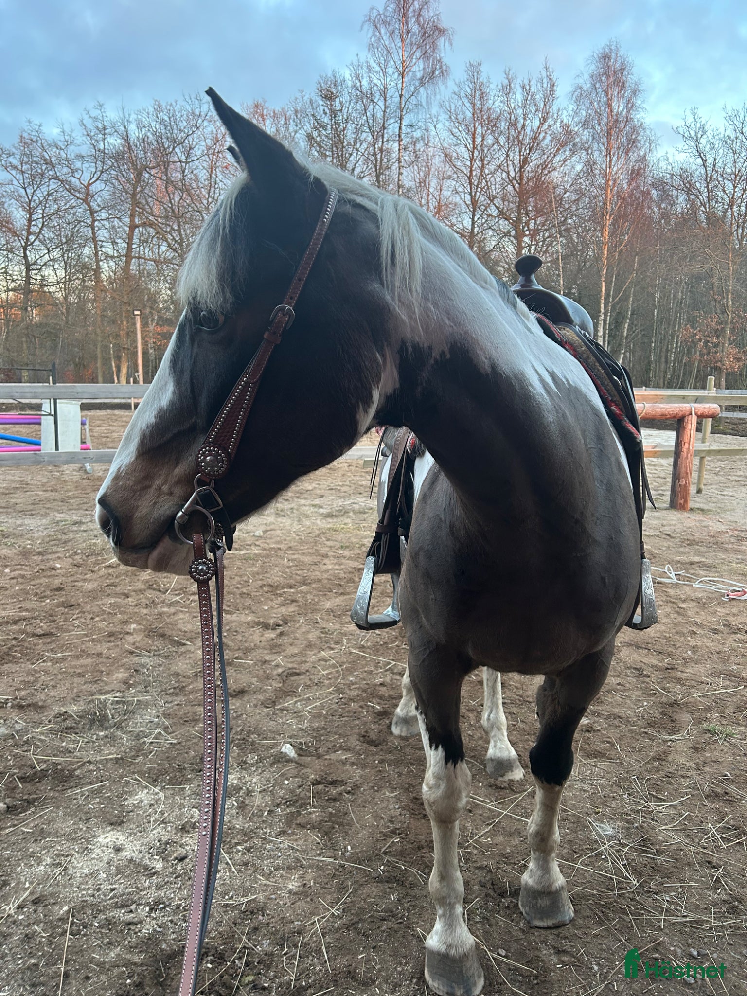  hästar Vacker guldklimp till salu🌟 - Annons 2