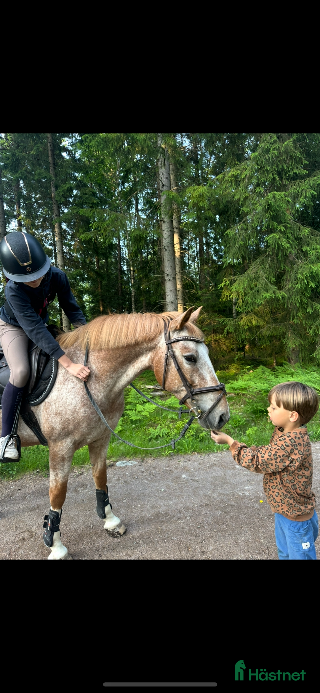 Hoppning hästar till salu: Drömponny för rätt ryttare  i Åmål - Bild 7