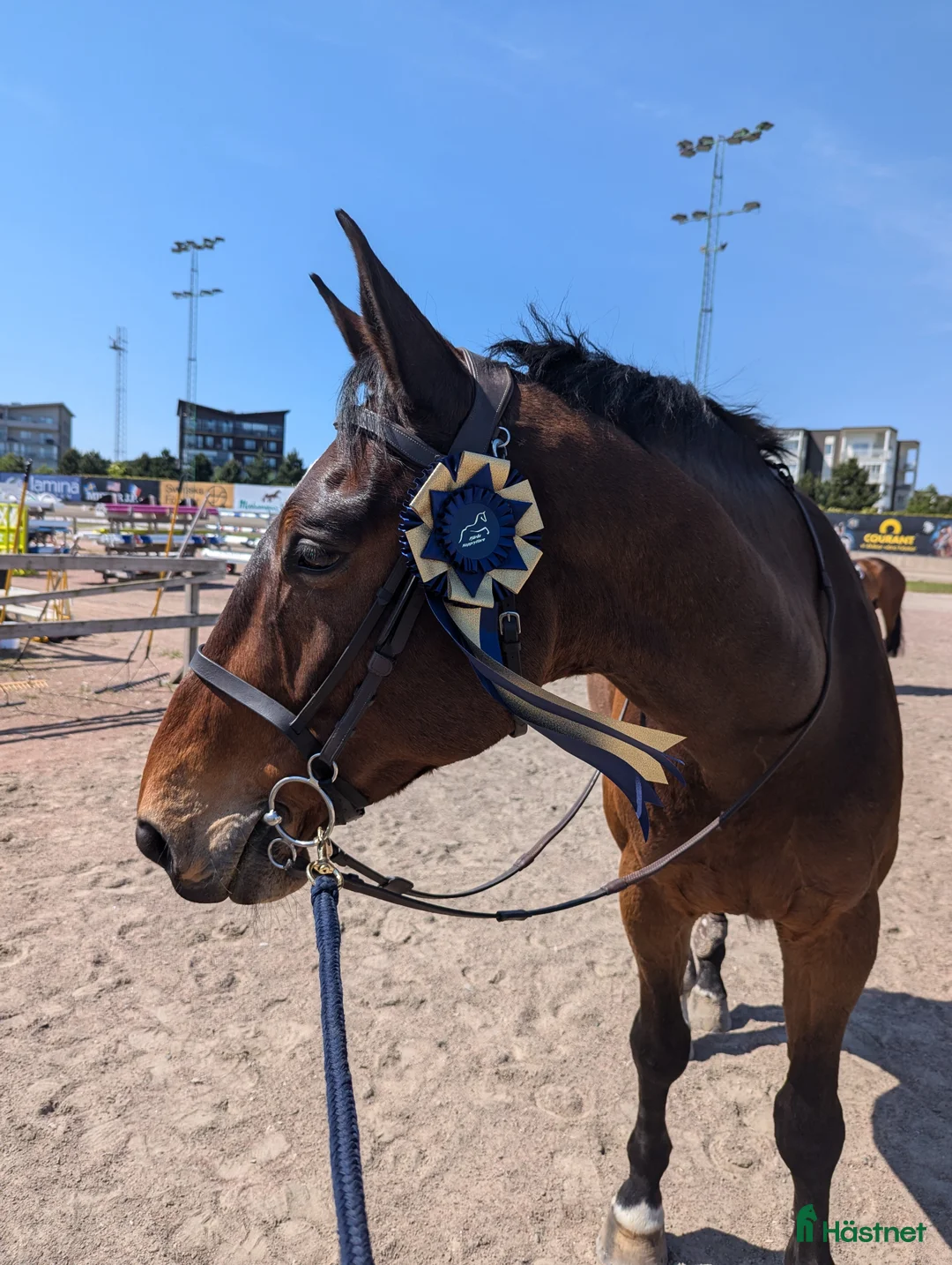 Hoppning hästar till salu: Hopphäst  i Landvetter - Annons 4