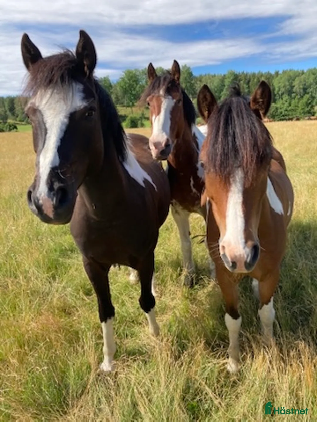 Galleribild {{count}}