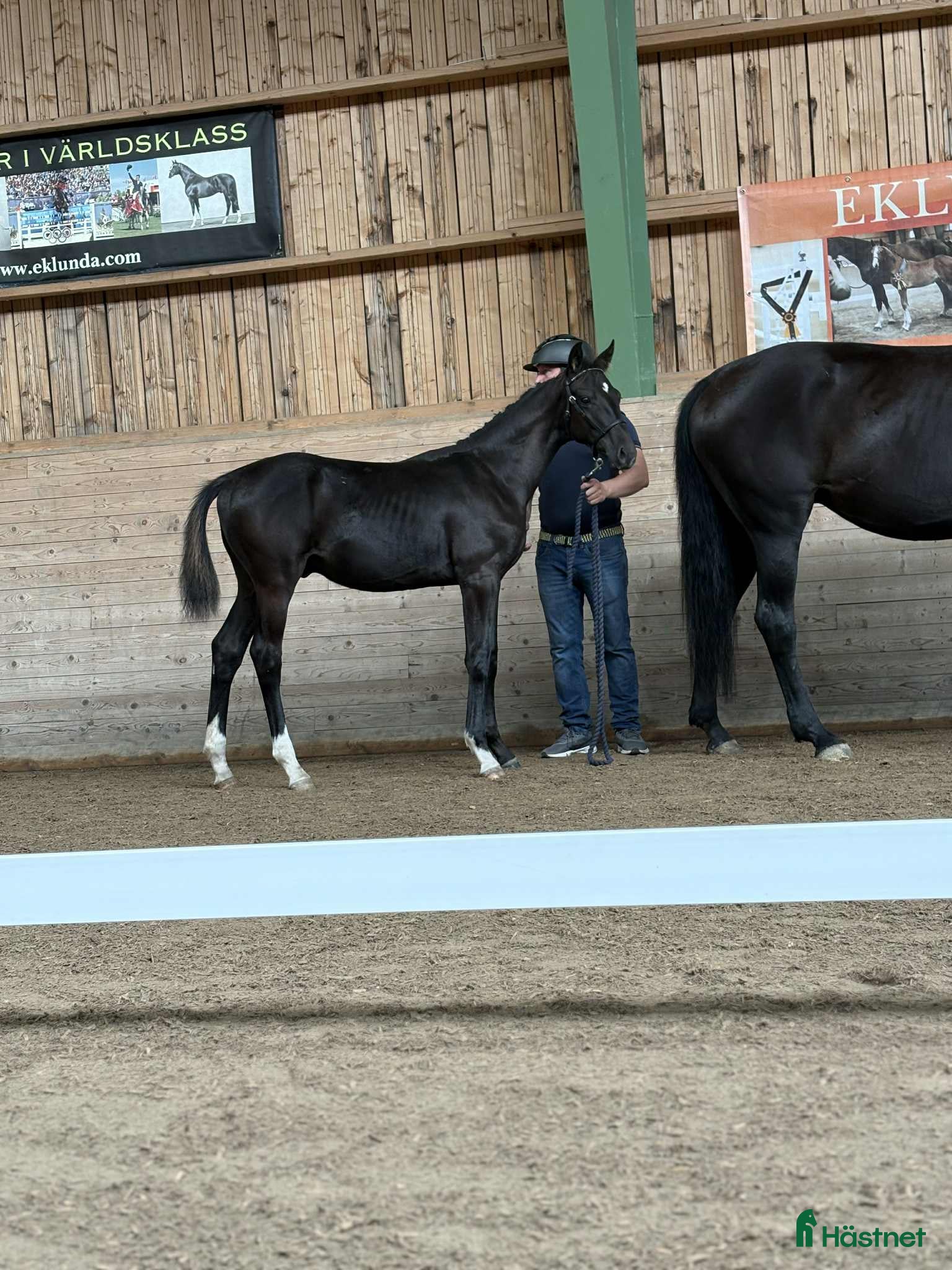  hästar Blickfångare med guldtemperament  i Vedevåg - Annons 21