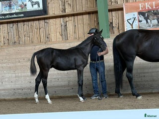 hästar Blickfångare med guldtemperament i Vedevåg - Annons 2