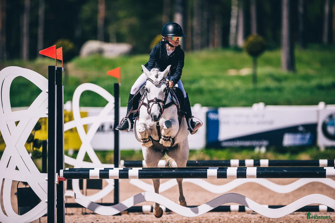 Hoppning hästar till salu: Drömponny i Ånimskog - Annons 1