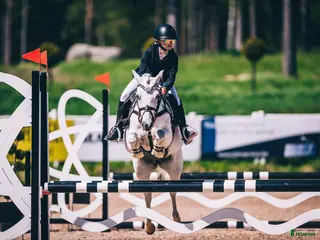 Hoppning hästar till salu: Drömponny - Annons 2