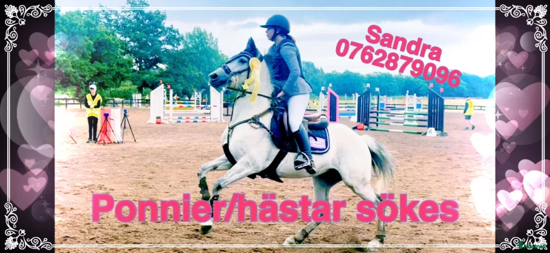  hästar Ponnier/hästar köpes  i Kosta - Annons 13