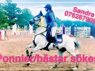 Allround hästar sökes: Ponnier/hästar köpes i Kosta - Annons 2