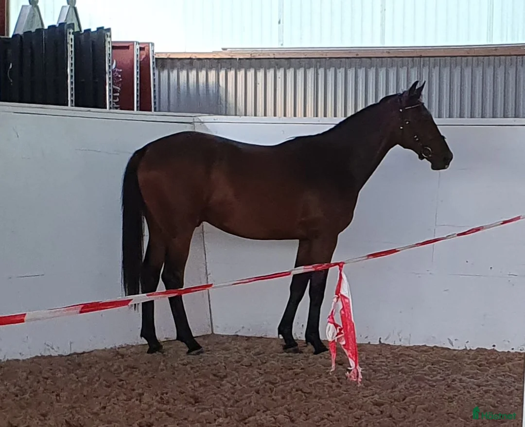 Hoppning hästar till salu:  Treåringar för hopp & fälttävlan - Annons 10