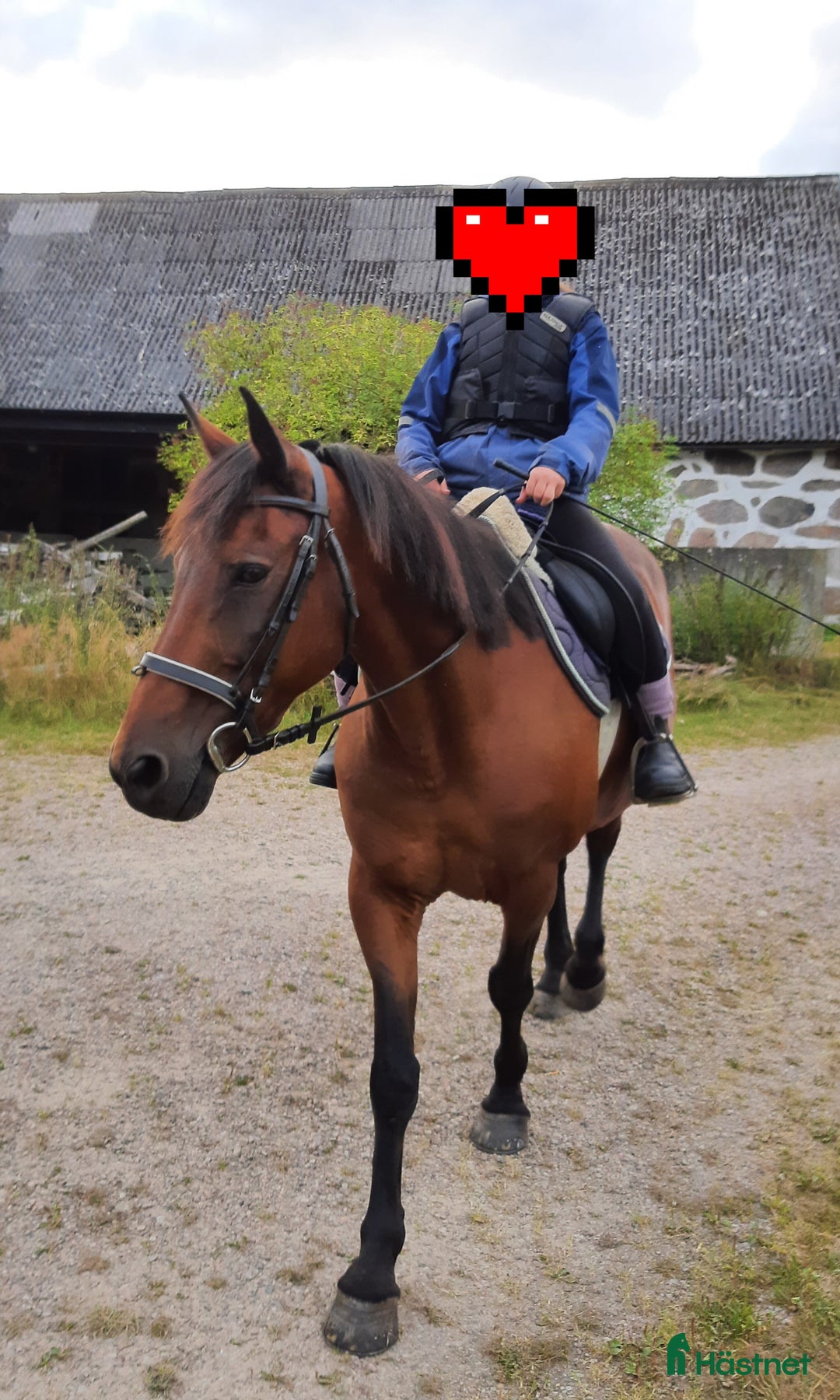 Allround hästar till salu: D-ponny med storhäst-känsla - Annons 3