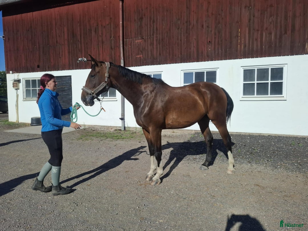 Allround hästar till salu: Trevlig swb valack söker nytt hem i Norrköping - Annons 2