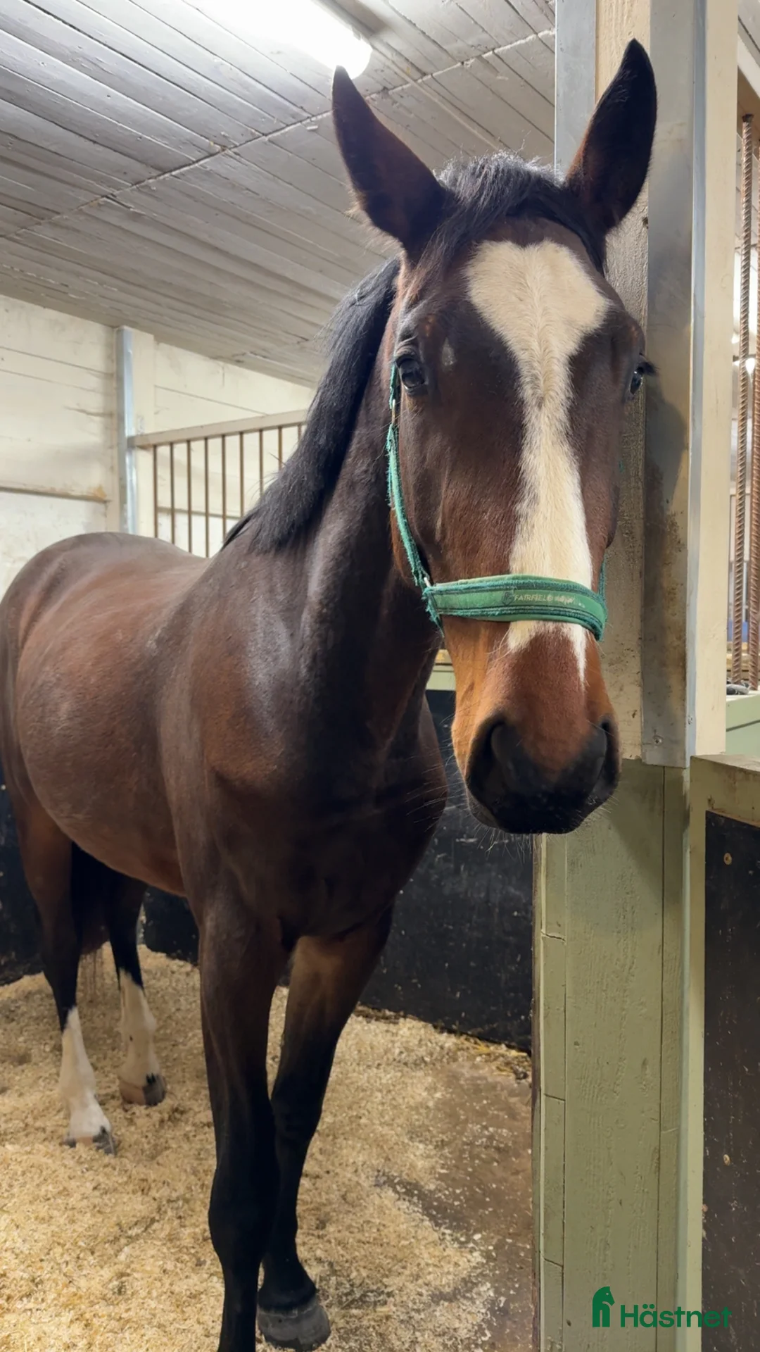 Hoppning hästar till salu: Trevlig Unghäst⭐️ - Annons 2
