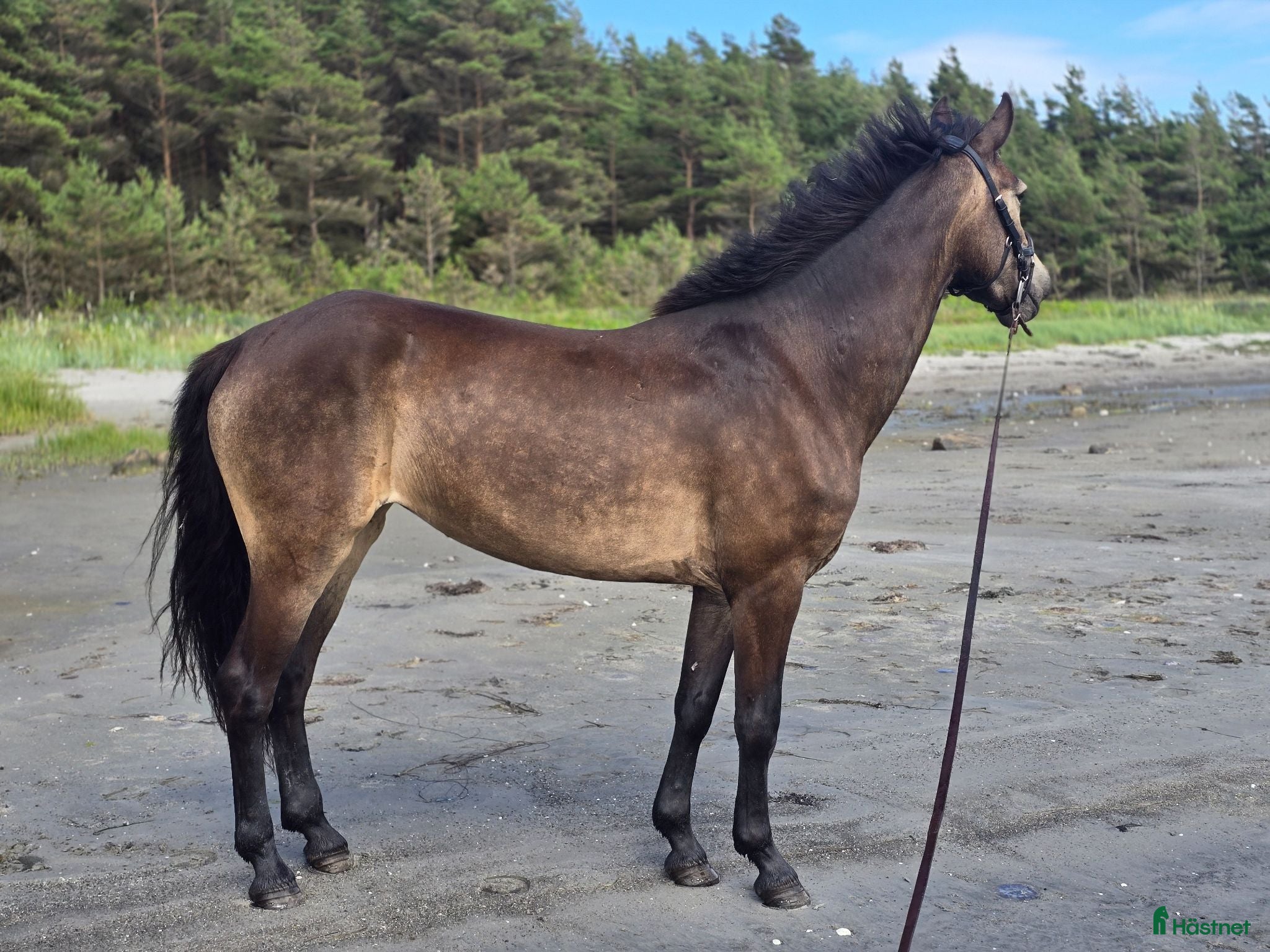  hästar Fantastisk Connemara med kapacitet  - Annons 2