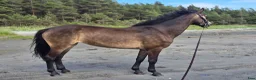 Fälttävlan hästar till salu: Fantastisk Connemara med kapacitet  - Annons 2