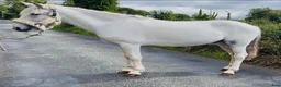 Hoppning hästar till salu: Super 138 pony - Annons 7