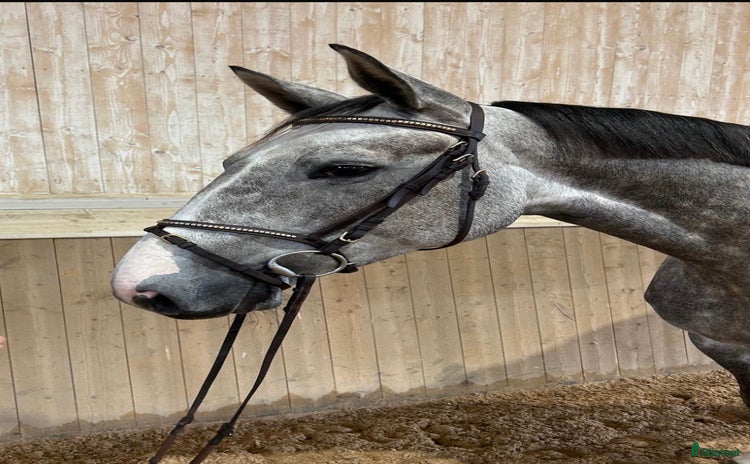  hästar i Söderköping - Annons 14