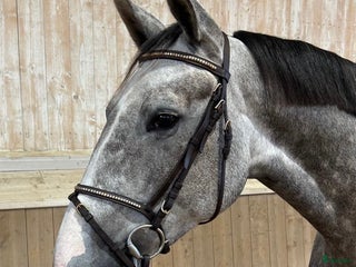 hästar 🌟 Fin 5-åring till salu/mamma-dotter häst 🌟 i Söderköping - Annons 15