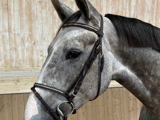 hästar 🌟 Fin 5-åring till salu/mamma-dotter häst 🌟 - Annons 12