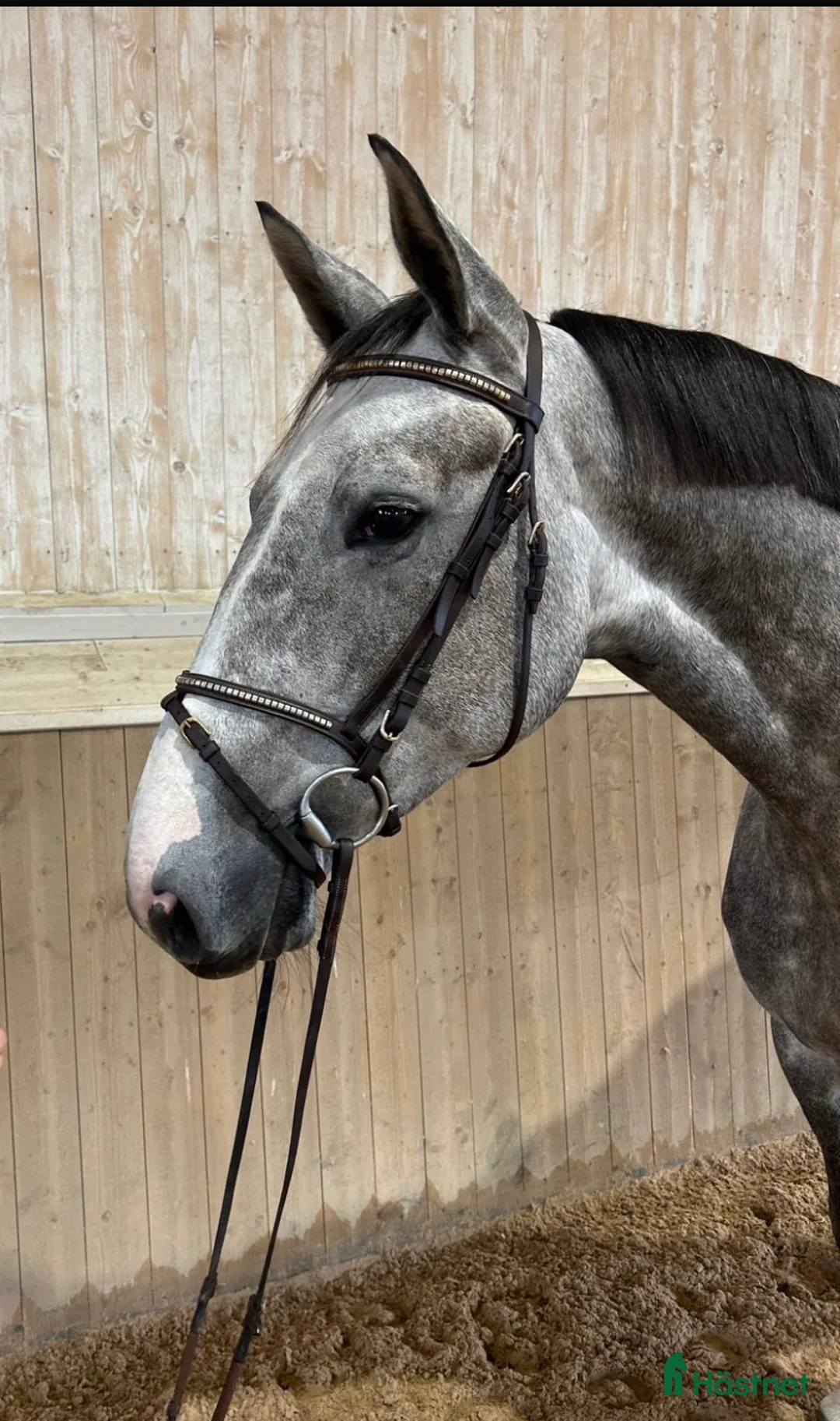 Allround hästar till salu: 🌟 Fin 5-åring till salu/mamma-dotter häst 🌟  - Annons 1