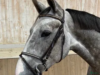 hästar 🌟 Fin 5-åring till salu/mamma-dotter häst 🌟 - Annons 5