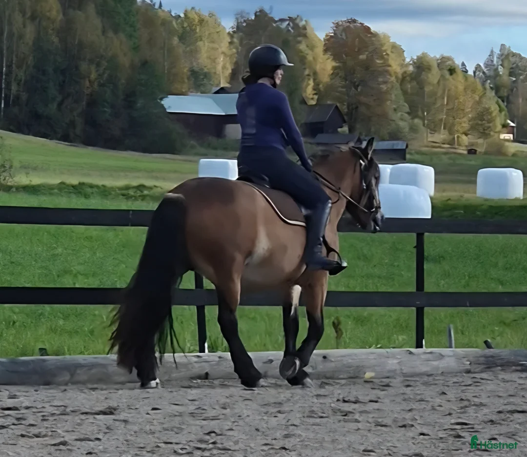 Allround hästar till salu: Tynne letar nytt hem.  i Lysvik - Annons 4