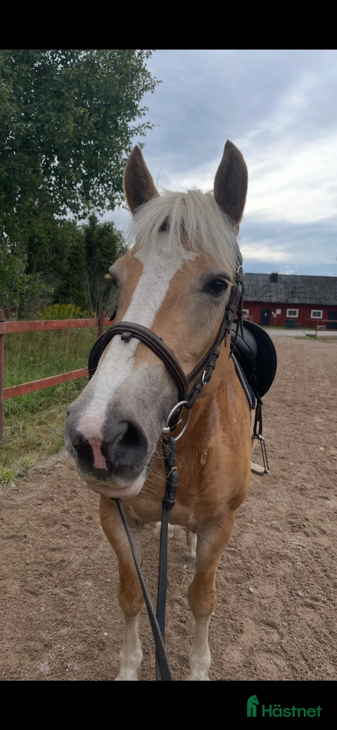 Allround hästar till salu: Härlig allround ponny - Annons 1