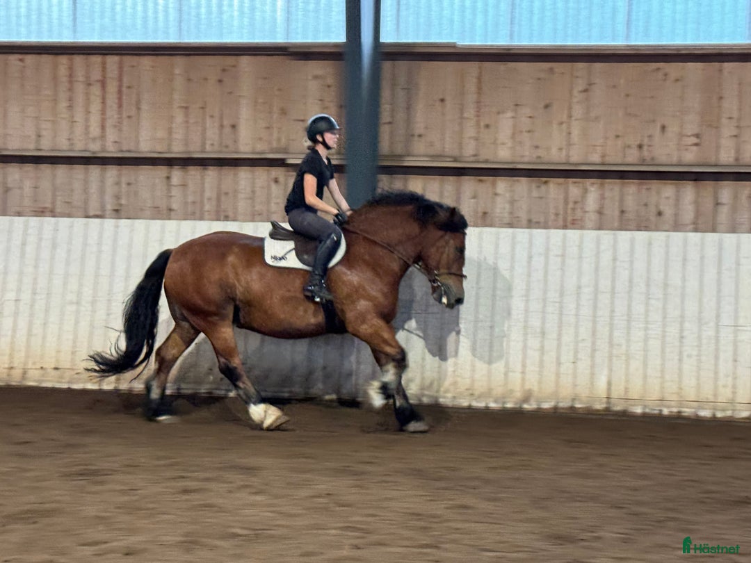  hästservice finnes: Julklappstips! Ridläger sommaren 2026 i Lidköping - Annons 9