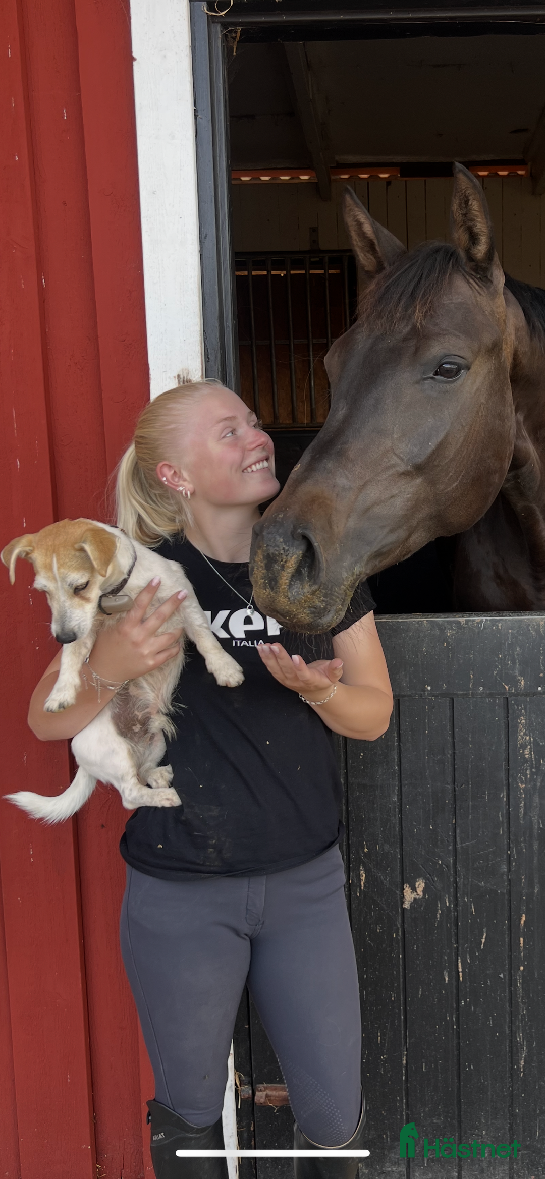 Hoppning hästar sökes: Nystartad verksamhet söker uppdrag - Annons 1