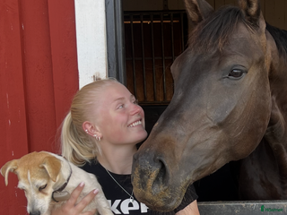 Hoppning hästar sökes: Nystartad verksamhet söker uppdrag i Varberg - Annons 2