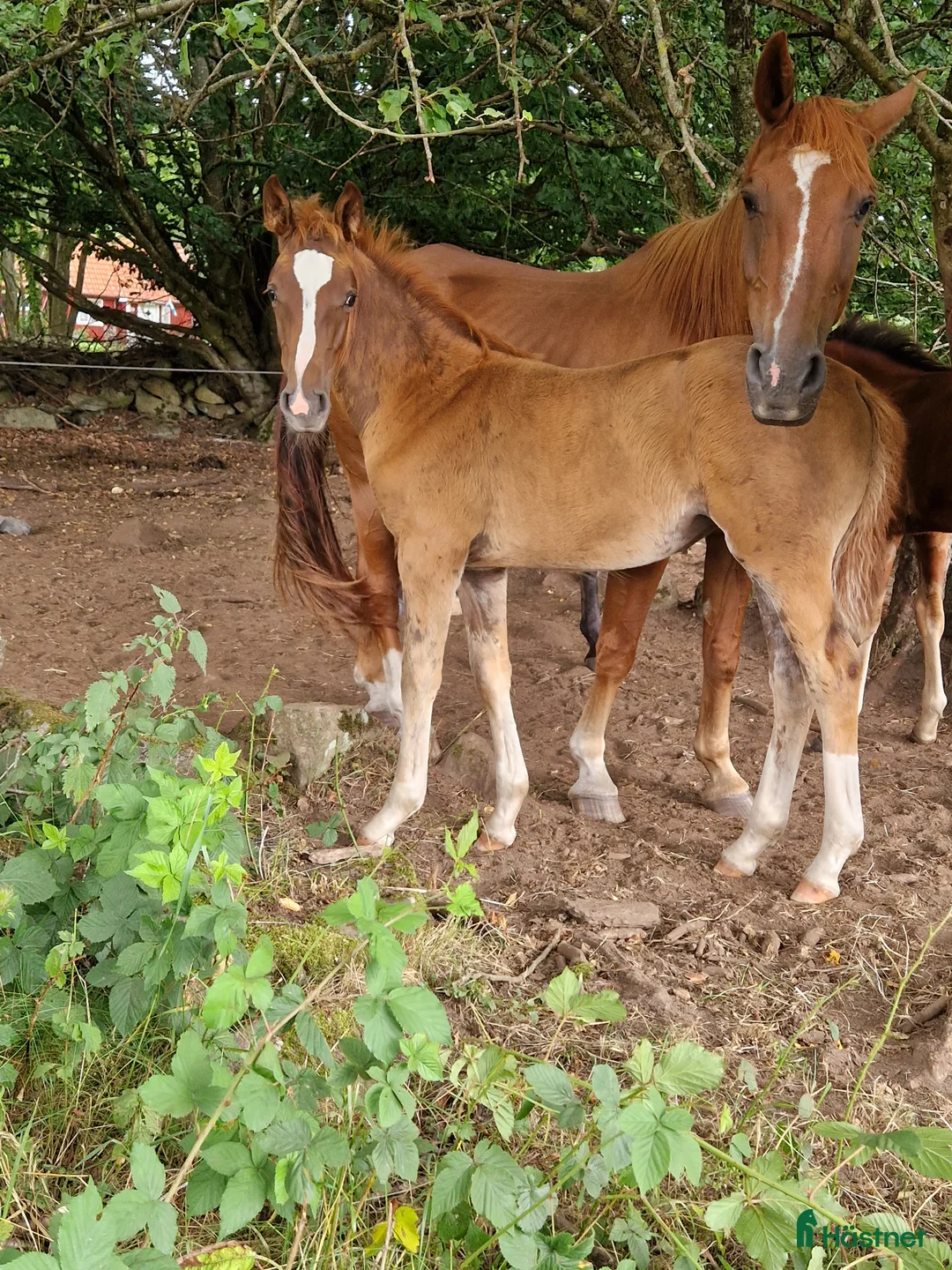 Hoppning hästar till salu: Framtids stjärna  i Hässleholm - Annons 7
