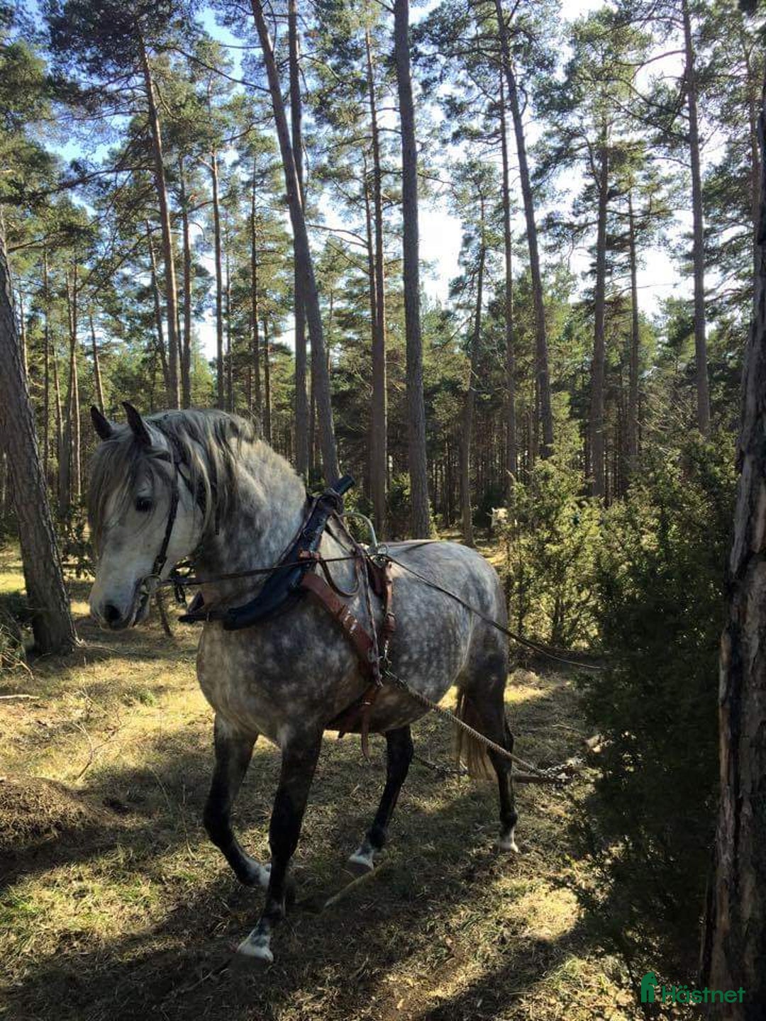 Working Equitation hästar till salu: PRE korsning Framtida bästa vännen. i Havdhem - Annons 12